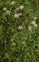 Pimpinella saxifraga