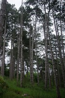 Pinus nigra