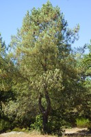 Pinus pinaster