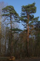 Pinus sylvestris
