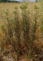 Plantago arenaria