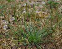 Plantago coronopus
