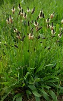 Plantago lanceolata