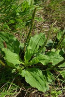 Plantago major