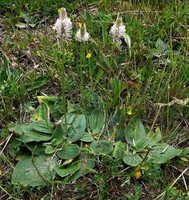 Plantago media