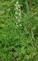 Platanthera bifolia