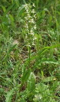 Platanthera chlorantha