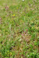 Poa bulbosa
