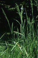 Poa chaixii