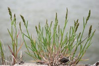 Poa compressa