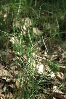 Poa nemoralis