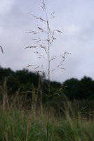 Poa palustris