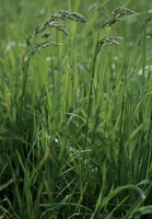 Poa pratensis