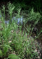 Poa trivialis