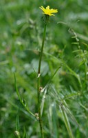 Podospermum laciniatum