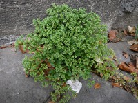 Polycarpon tetraphyllum