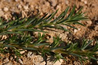 Polycnemum arvense