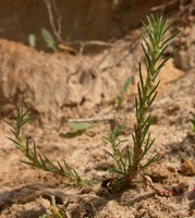 Polycnemum majus