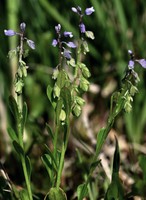 Polygala amarella