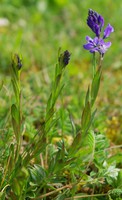 Polygala calcarea