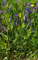 Polygala serpyllifolia