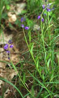 Polygala vulgaris