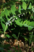 Polygonatum multiflorum