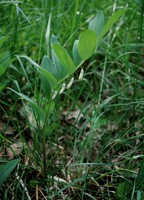 Polygonatum odoratum