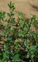 Polygonum aviculare