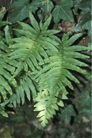 Polypodium cambricum