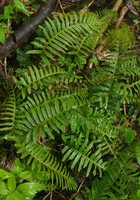 Polypodium interjectum