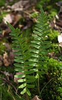 Polypodium vulgare