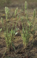 Polypogon monspeliensis
