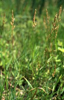 Polypogon viridis