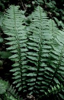 Polystichum aculeatum