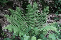 Polystichum setiferum