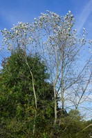 Populus alba