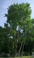 Populus canescens