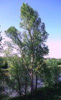 Populus nigra