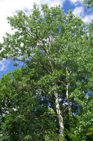 Populus tremula