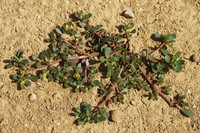 Portulaca oleracea