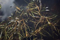Potamogeton acutifolius