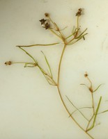 Potamogeton berchtoldii