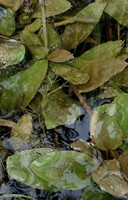 Potamogeton coloratus