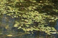 Potamogeton gramineus