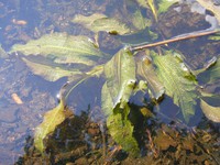 Potamogeton lucens