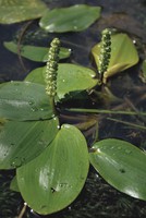 Potamogeton natans