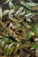Potamogeton nodosus