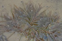 Potamogeton obtusifolius