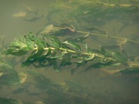 Potamogeton perfoliatus